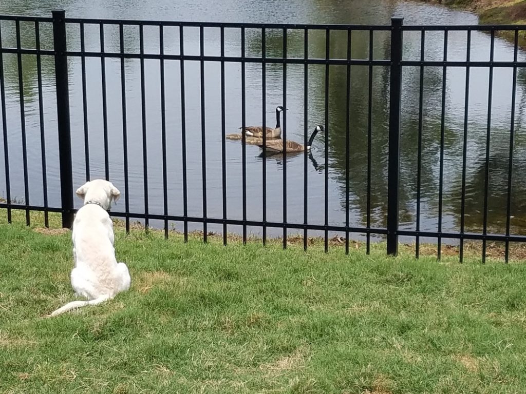 dog staring on the two swans on the lake.