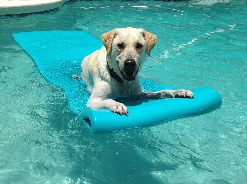 happy dog in a swimming pool