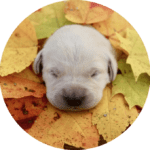 cute little puppy surrounded with leaves