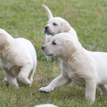 three puppies playing