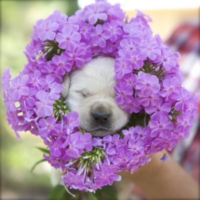 cute little puppy with flower decoration
