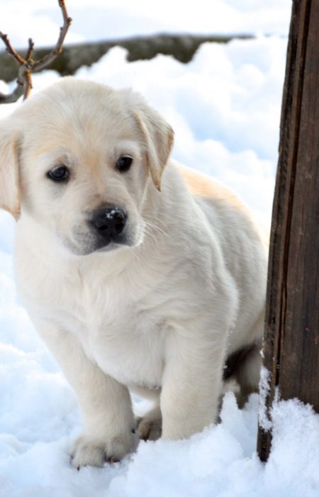 puppy on a snowy day