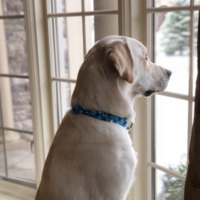 dog looking out the window at the snow