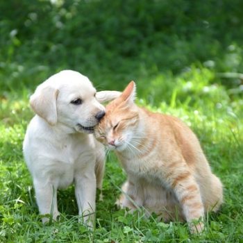 puppy playfully kissing the cat
